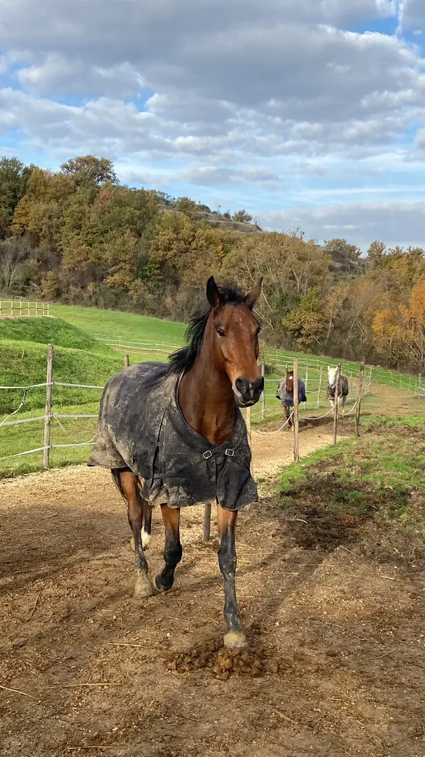 Cavallo in gestione etologica naturale