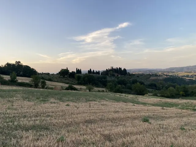 Raccolta Olive Tenuta Poggio dei Cavalli