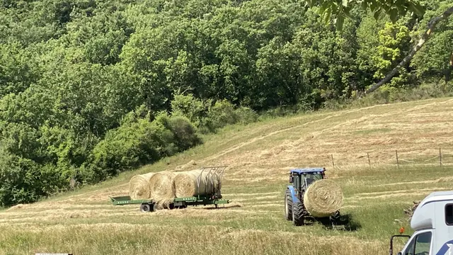 Uliveto panoramico Tenuta Poggio dei Cavalli