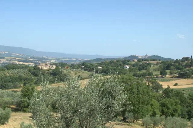 Uliveto DOP Poggio dei Cavalli