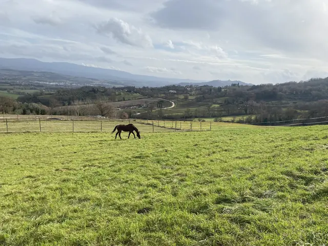 Cavalli al pascolo nella tenuta